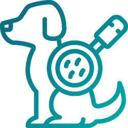 Consulta Dermatologia Mascotas