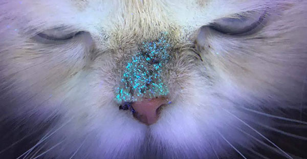 Test Veterinaria Lampara de Wood