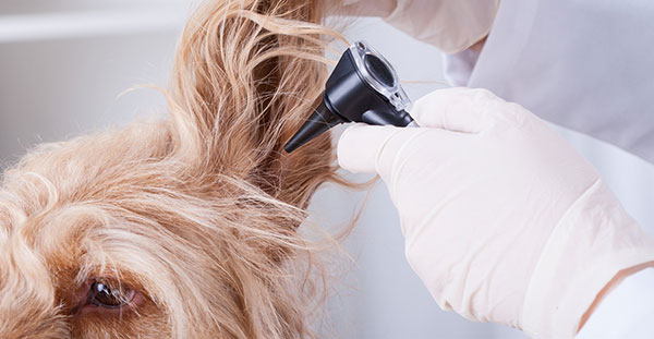 Test Veterinaria Otoscopia