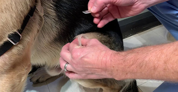 Test Veterinaria Raspeo cutaneo