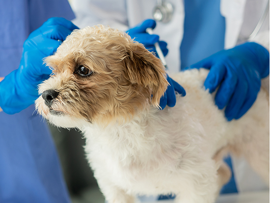 terapia inmmunologica perros