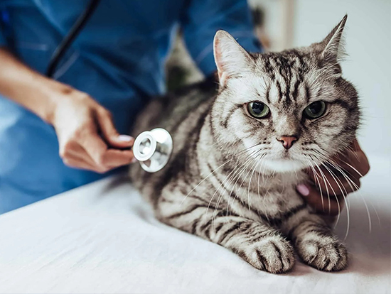 terapia inmmunologica perros y gatos