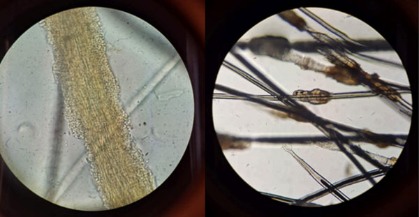 Test Veterinaria Tricografia