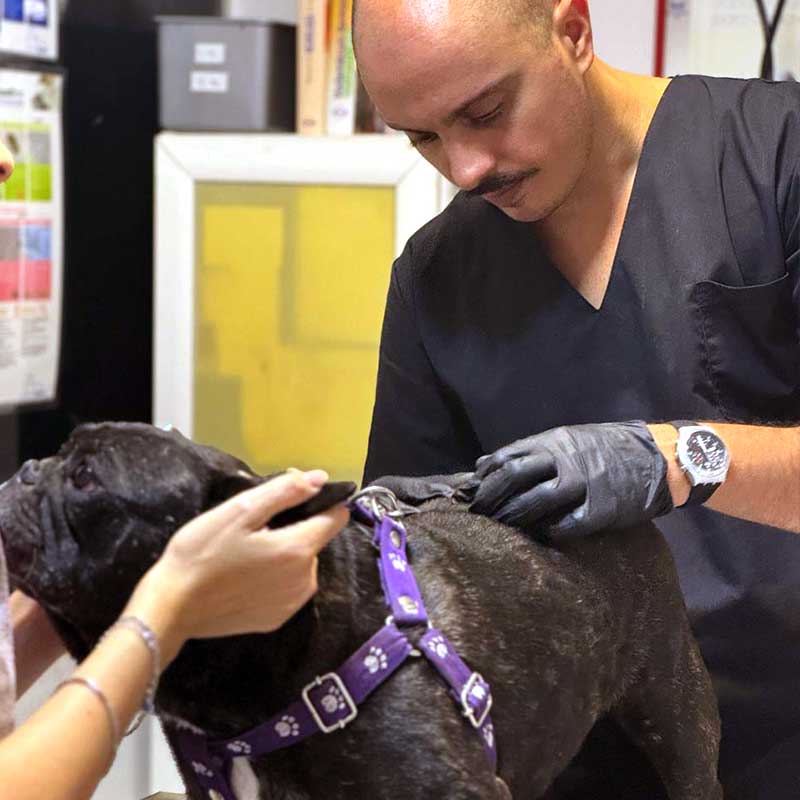 veterinario dermatologico cordoba